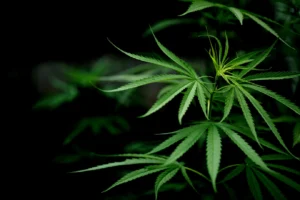 Florida Office of Marijuana