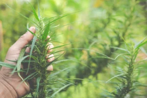 Florida Hemp Cultivation
